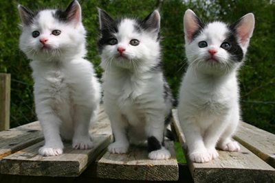 iCat Care. org; http://icatcare.org/sites/default/files/kcfinder/images/images/5-week-kittens.jpg